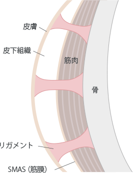 通常のリガメント